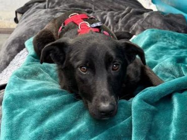 LANA-zarte, wunderschöne Hündin, 52 cm