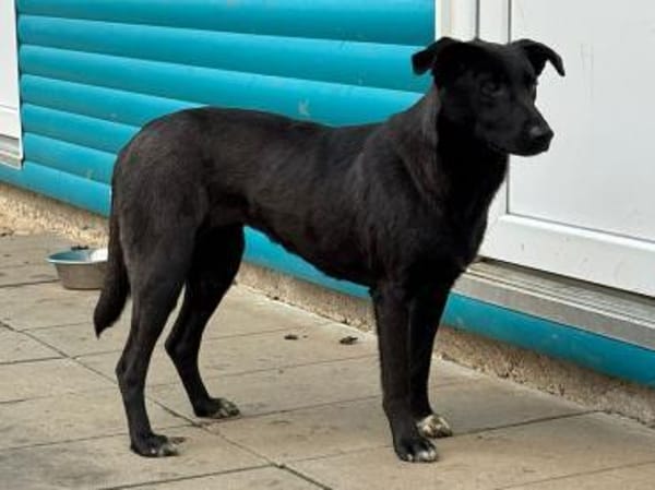 LANA-zarte, wunderschöne Hündin, 52 cm