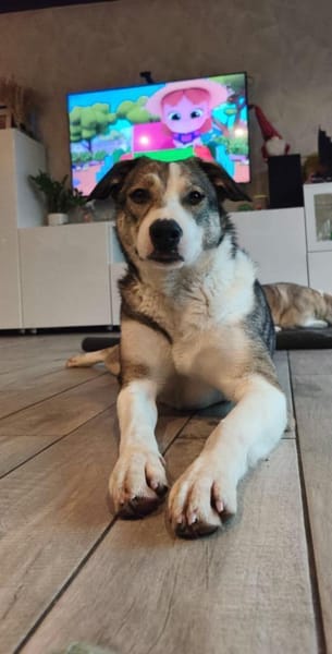 Liberty - freundlich, lieb & verspielt