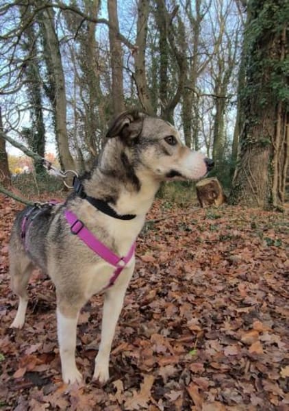 Liberty - freundlich, lieb & verspielt