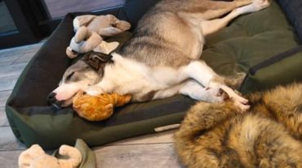 Liberty - freundlich, lieb & verspielt