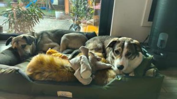 Liberty - freundlich, lieb & verspielt