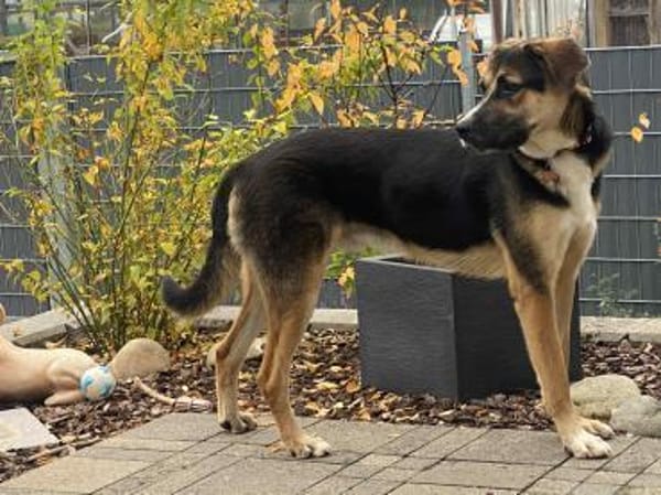 Prachtbusche Goofy sucht sein Zuhause