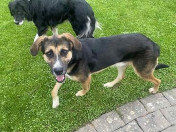 Prachtbusche Goofy sucht sein Zuhause