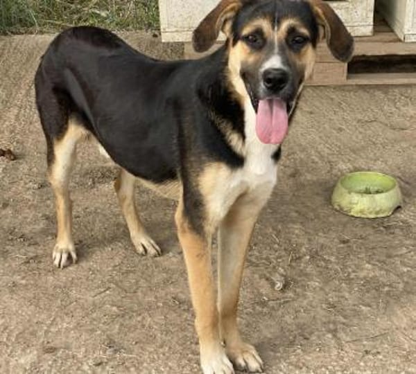 Prachtbusche Goofy sucht sein Zuhause