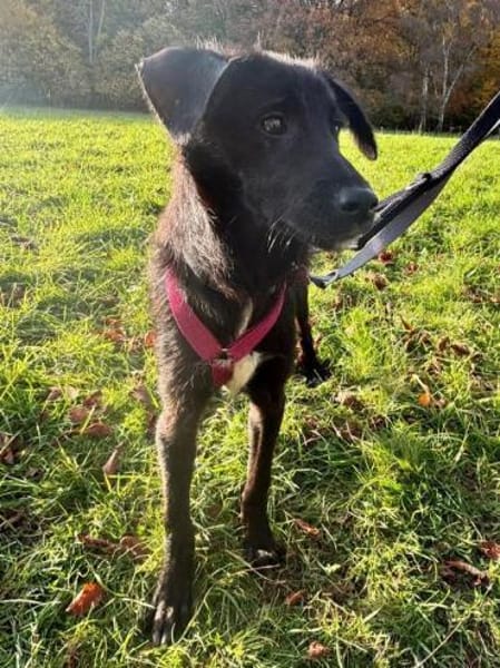 CHICO-wunderschöner Jung-Rüde, 38cm(w)