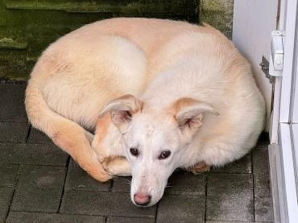 SINA-freundliche, liebe Jung-Hündin,