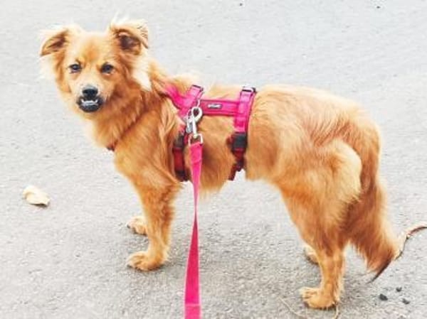 EMMA-zuckersüße Jung-Hündin,36 cm