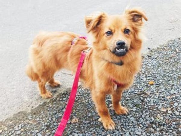 EMMA-zuckersüße Jung-Hündin,36 cm