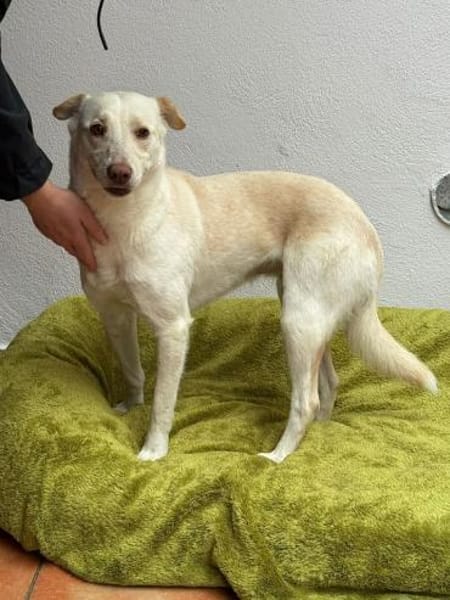 MALEEN-sanfte, wunderschöne Hündin,47cm