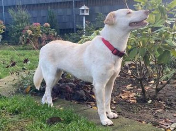 MALEEN-sanfte, wunderschöne Hündin,47cm