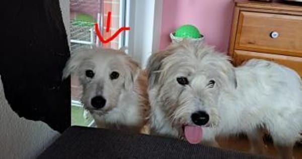 Wuschelhündin Nele sucht ein Home