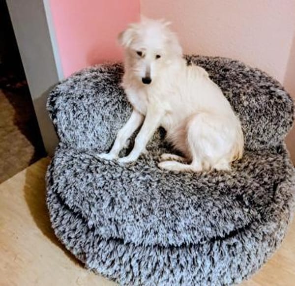 Wuschelhündin Nele sucht ein Home