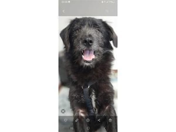 Chilli - wartet in 38122 Braunschweig