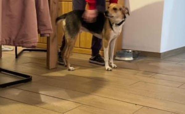 Zuhause gesucht für Samu