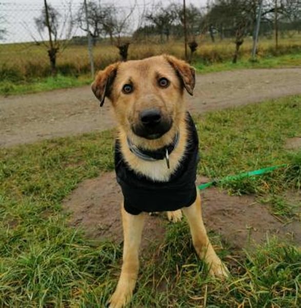 BRUNO * familienfreundlicher Bub