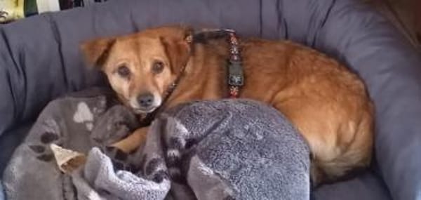 Süßer kleiner Pikku sucht sein Glück