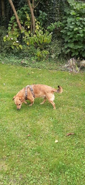 Süßer kleiner Pikku sucht sein Glück