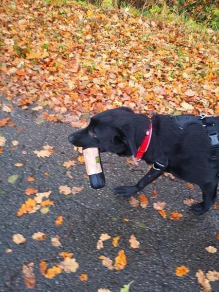 Treuer -Zayco- - PS - 21441 Garstedt