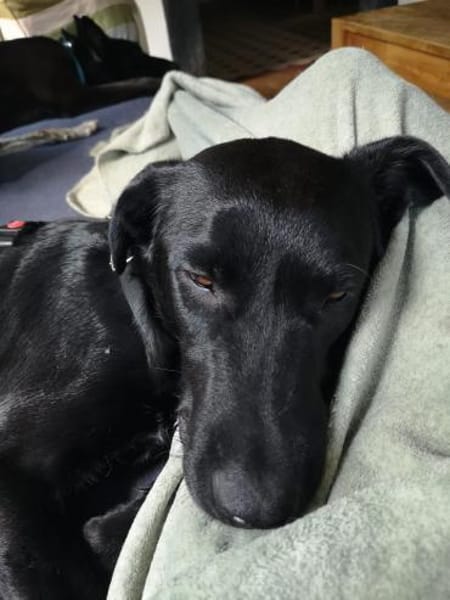 Treuer -Zayco- - PS - 21441 Garstedt