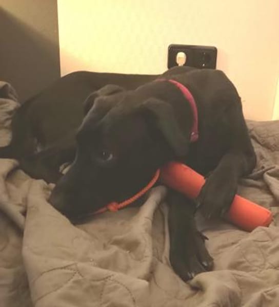 Treuer -Zayco- - PS - 21441 Garstedt