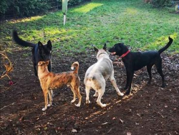 Treuer -Zayco- - PS - 21441 Garstedt