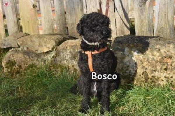 BOSCO