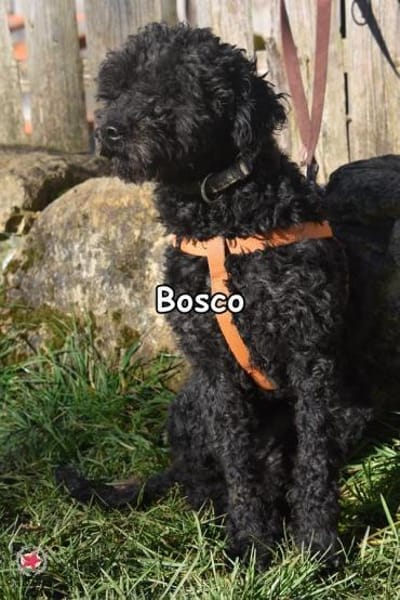 BOSCO