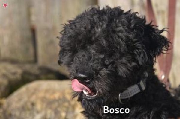 BOSCO