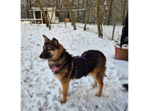 Cleopatra - wartet in 67663 Kaiserslaute