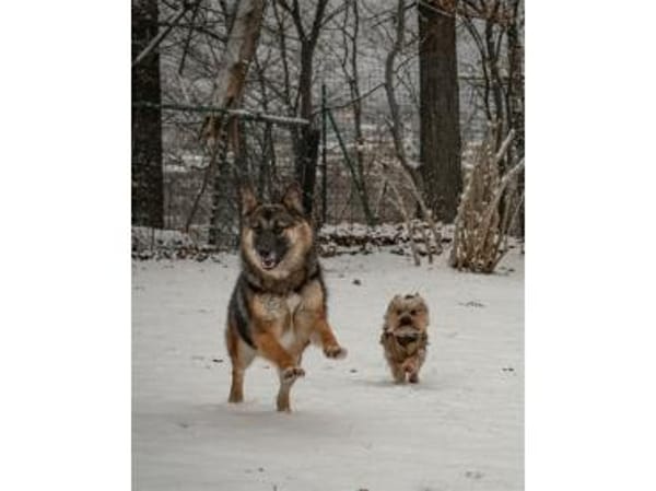 Cleopatra - wartet in 67663 Kaiserslaute