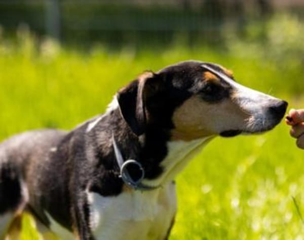 Bobi 💗 wartet in 99718 Greussen