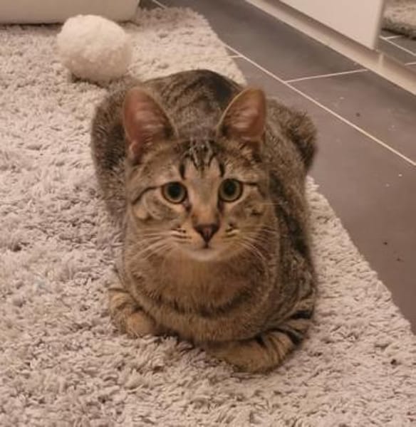 Kater Akari sucht sein Zuhause