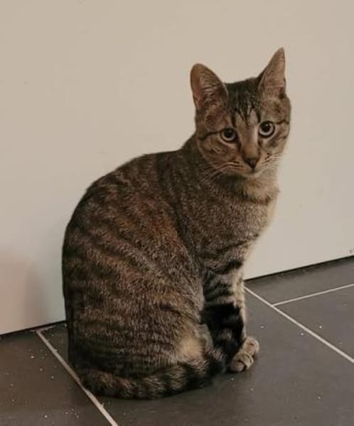 Kater Akari sucht sein Zuhause