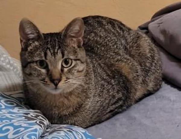 Kater Akari sucht sein Zuhause