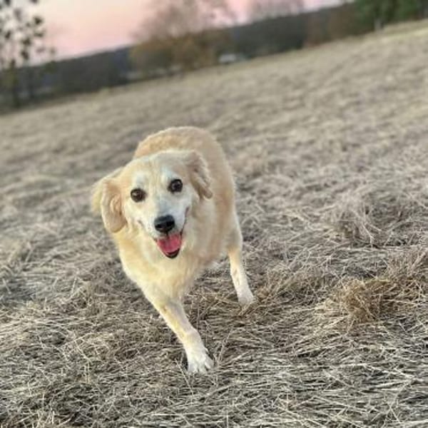 Wurstl - ist sehr zutraulich