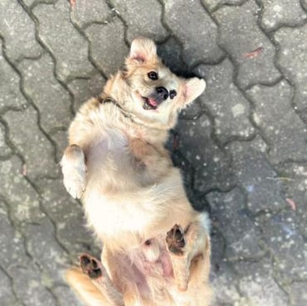 Wurstl - ist sehr zutraulich