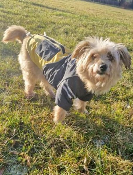 Lotte - liebt es zu schmusen