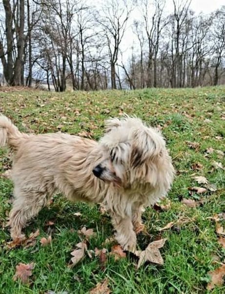 Lotte - liebt es zu schmusen