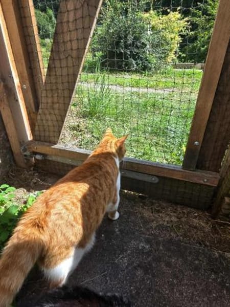 Süßer Entdecker Honey