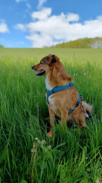 Lee sucht ein neues Zuhause