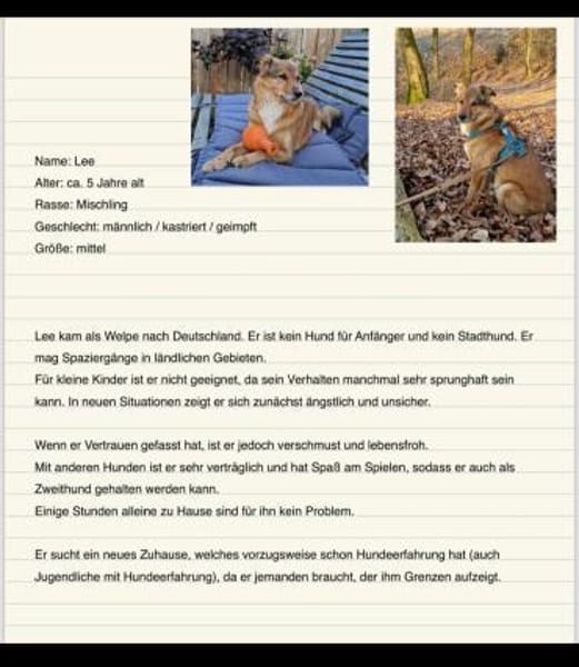 Lee sucht ein neues Zuhause