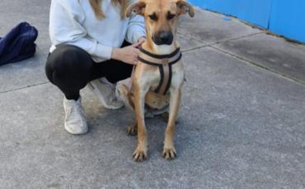 Zuhause gesucht für Janna