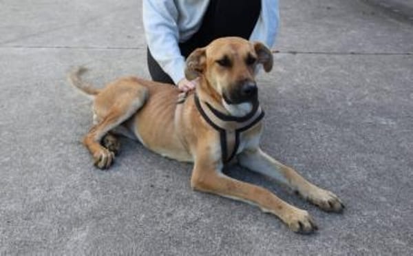 Zuhause gesucht für Janna