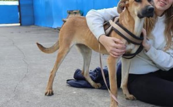 Zuhause gesucht für Janna