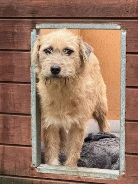 CONNY-hübsche, sanfte Hündin, 55 cm