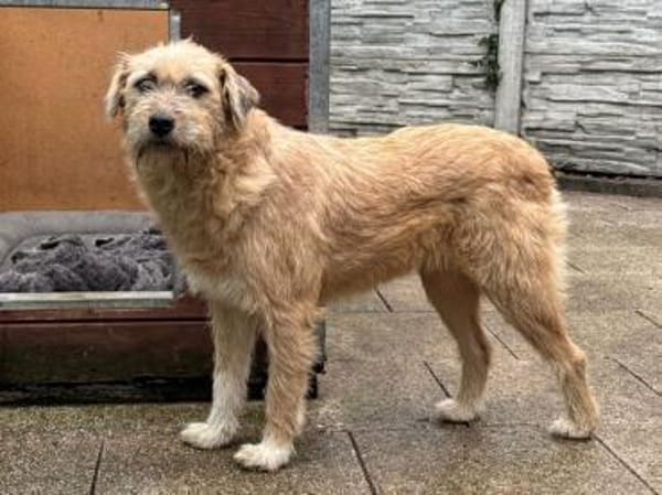 CONNY-hübsche, sanfte Hündin, 55 cm