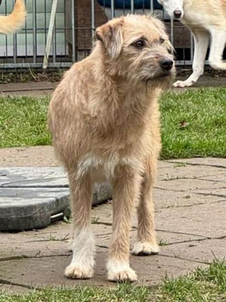 CONNY-hübsche, sanfte Hündin, 55 cm