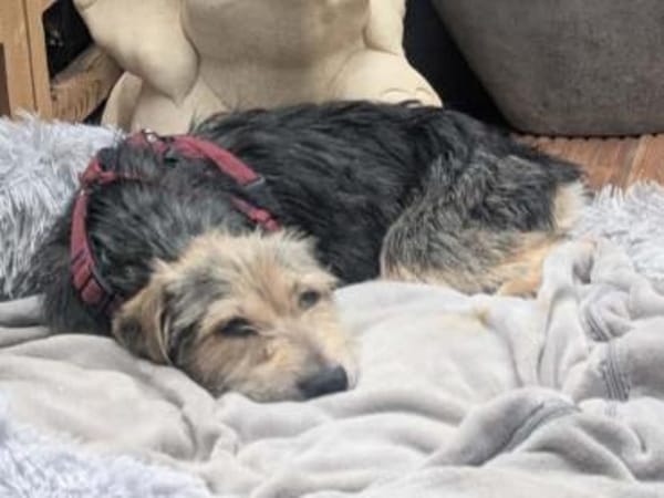 COCO-zauberhafte Hündin, hat Epilepsie