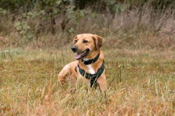 Pavarotti sucht ein Zuhause